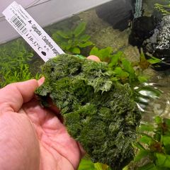 Cladophora on Mesh - Cladophora aegagropila