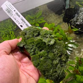 Cladophora on Mesh - Cladophora aegagropila