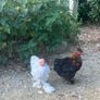 10 week old Pekins Image 4
