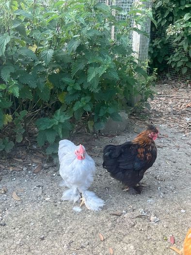 10 week old Pekins