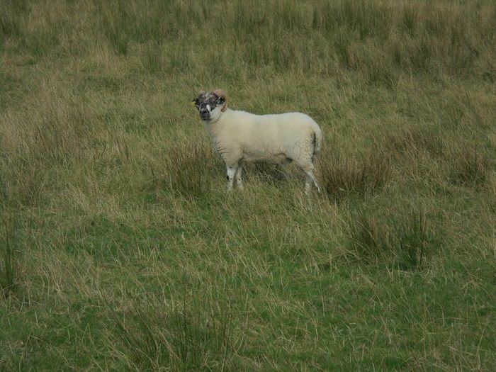 Teaser Rams    For Hire ..... Hire Available !!