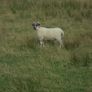 Teaser Rams    For Hire ..... Hire Available !! Image 2