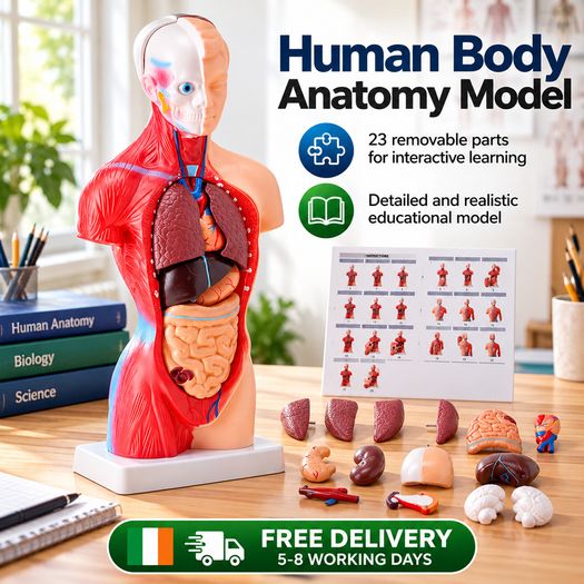 Human Body Anatomy Model 23 Parts  45.5 cm Educational Torso with Removable Organs