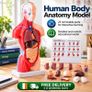 Human Body Anatomy Model 23 Parts  45.5 cm Educational Torso with Removable Organs Image 2