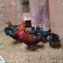 Hens/pullets Image 5