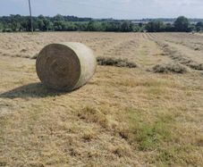Hay for sale