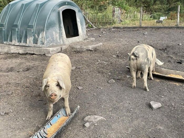 Pigs in pig looking for a new Eirecode