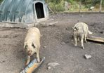 Pigs in pig looking for a new Eirecode