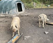 Pigs in pig looking for a new Eirecode