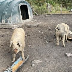 Pigs in pig looking for a new Eirecode