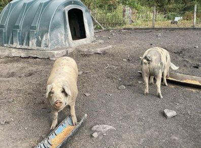 Pigs in pig looking for a new Eirecode