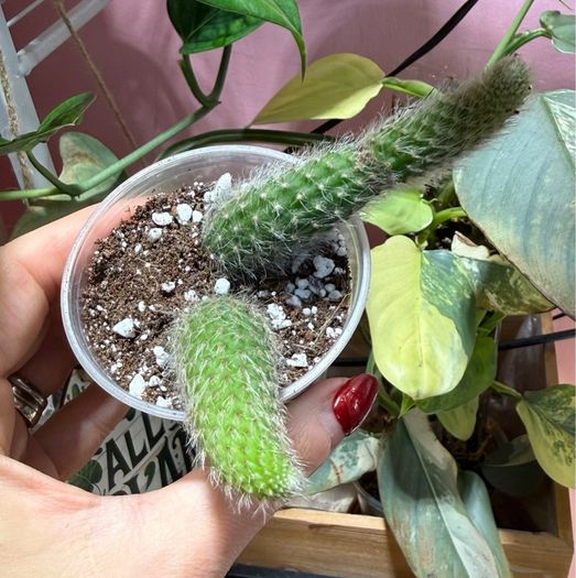 Monkey Tail Cactus