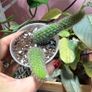 Monkey Tail Cactus Image 7