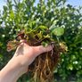 Strawberry Plants Image 2