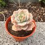 plant Image 5