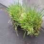 Dianella Tasmanica Image 4