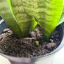 Snake Plant Image 4