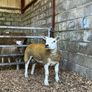Pedigree texel ram lambs and ewe lamb for sale Image 2