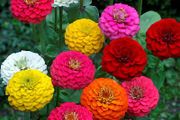 (Z) Zinnia Choise seeds 1g (414277)