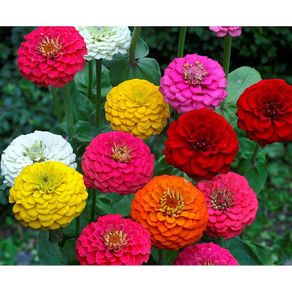 (Z) Zinnia Choise seeds 1g (414277)