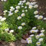 (D) Creeping Daisy seeds 0,3g (447217) Image 2