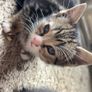 Kittens for adoption Image 5