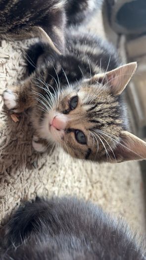 Kittens for adoption