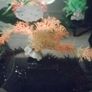 Decorations for Fish Tank Image 7