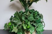 White Lily &amp; Ivy Flower Arrangement