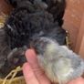 fresh free range eggs Image 10