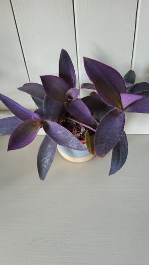 Trailing House Plants.