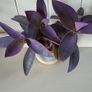 House Plants Image 6