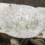 Concrete Garden  ornaments Image 3
