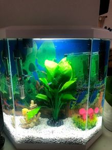 Aquarium / Fish Tank with extras