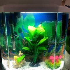 Aquarium / Fish Tank with extras