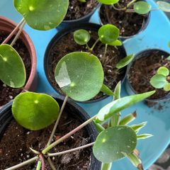 Chinese money plant