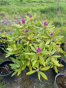 Rhododendron plant