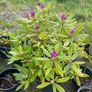 Rhododendron Image 2