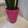 Sansevieria Cylindrica planter Image 3