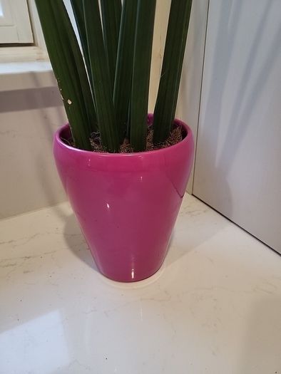 Sansevieria Cylindrica planter