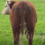 Pedigree Hereford Maiden Heifer Image 8