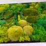 Wall decor 55x77cm natural moss Image 5