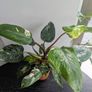 Philodendron White Princess Plant Image 2