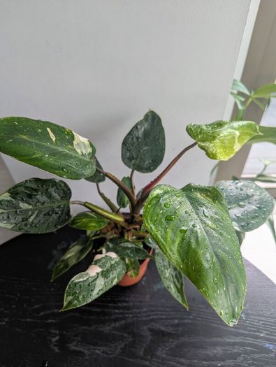 Philodendron White Princess Plant