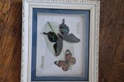 butterflies