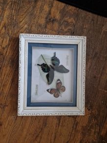 butterflies
