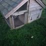 Chicken Coop, Rabbit Hutch Image 3
