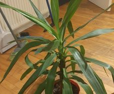 Yucca plant