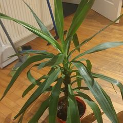 Yucca plant