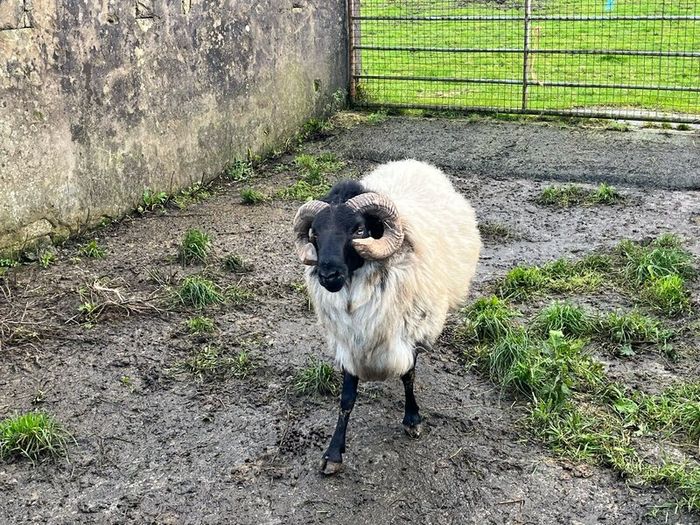 Mayo Blackfaced Ram